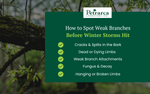 How to Spot Weak Branches Before Winter Storms Hit Inforgraphic