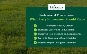 tree pruning services