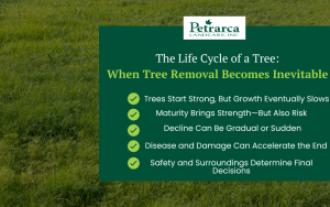 tree removal
