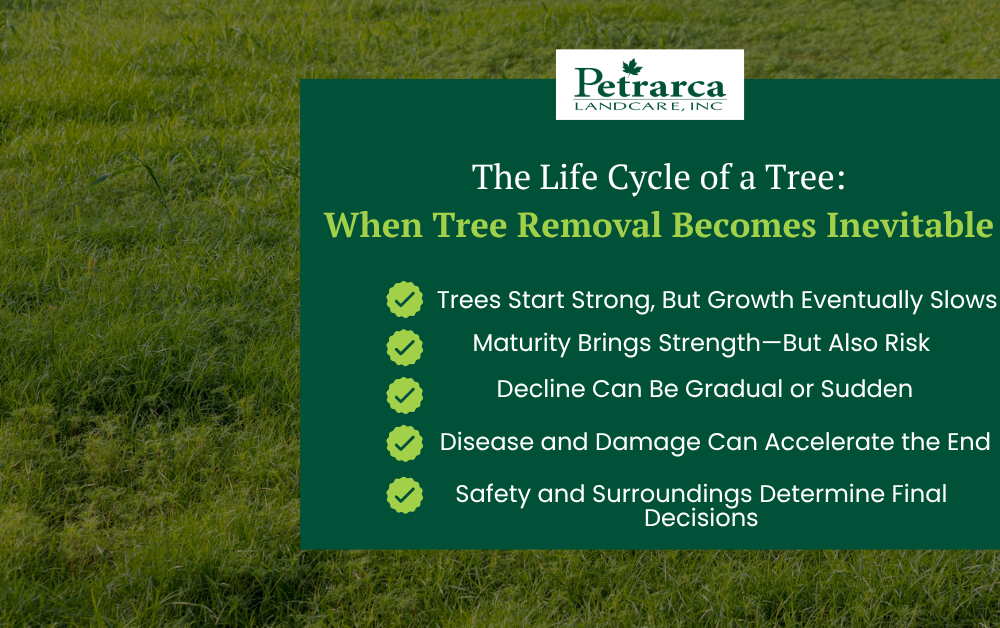 tree removal