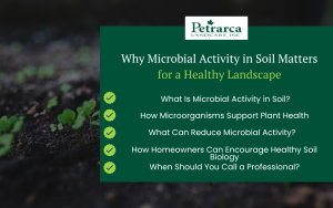 microbial activity in soil