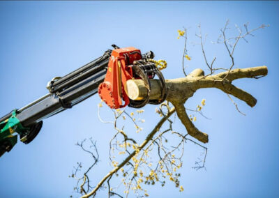 Tree Cabling Removal Massillon OH