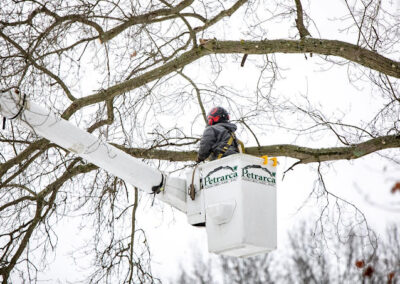 Tree Removal Lakewood OH
