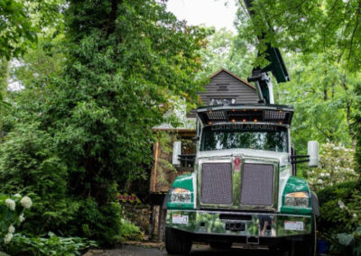 Tree Removal Louisville OH