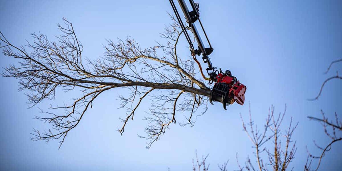 diy tree removal