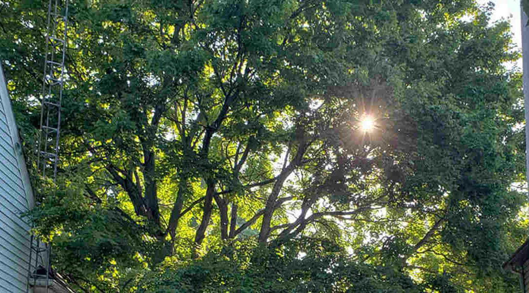 How To Keep Your Trees Healthy in North Canton, OH