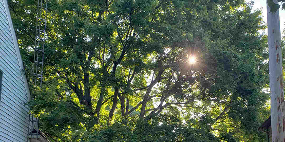 how to keep your trees healthy