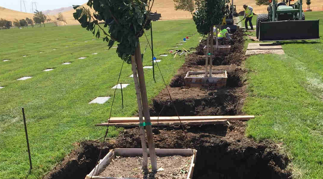 How to Prepare Soil for Tree Planting