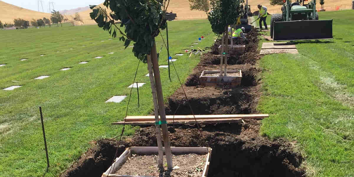 how to prepare soil for tree planting