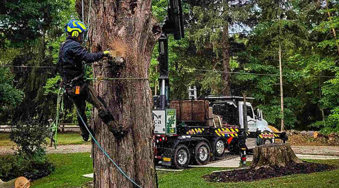 How to Remove an Established Tree in Akron, OH
