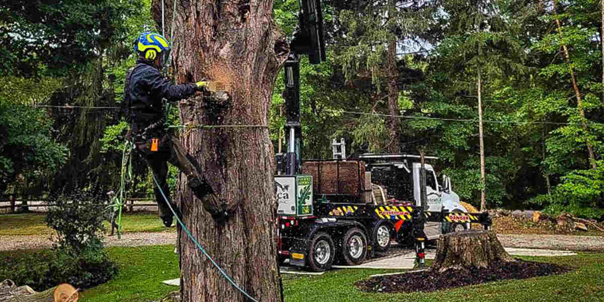 how to remove an established tree