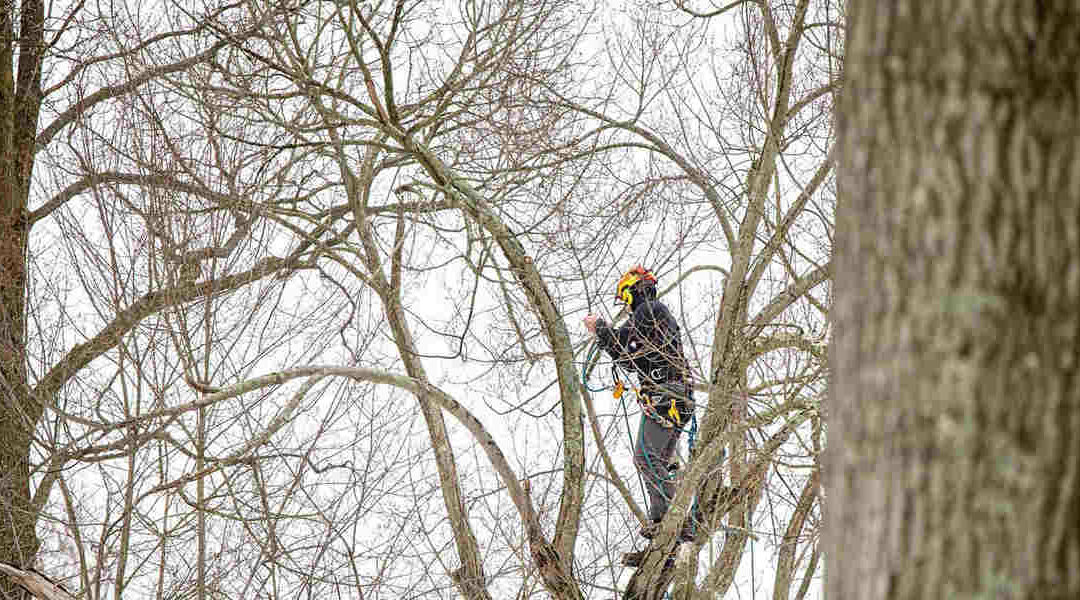 If a Tree Has No Leaves, Is It Dead? What North Canton, OH, Property Owners Should Know