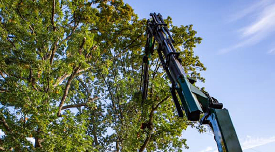 Fall Maintenance of Trees: Best Practices