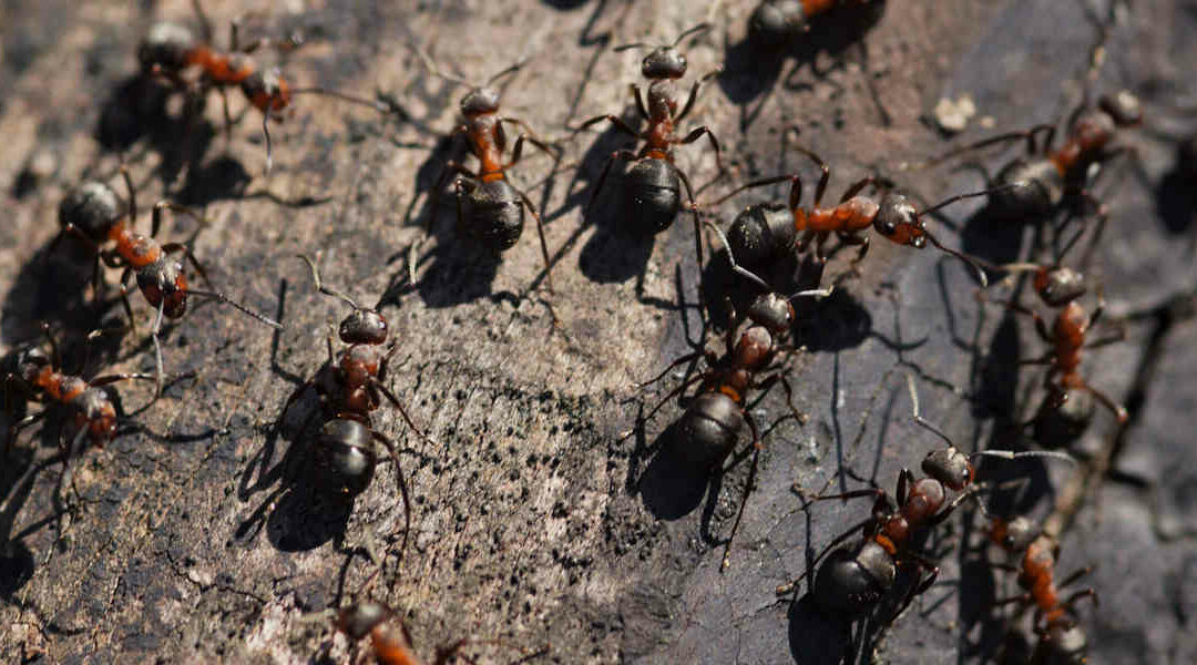 What To Do About a Tree Infested With Ants in Canton, OH?