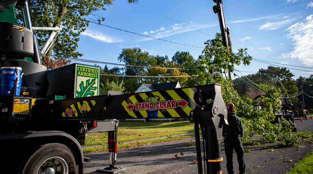 Tree on Power Line: Who To Call in Akron, OH?